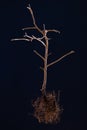 The dramatic frightening image of the dried tree tree on dark background. Low key photography