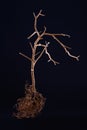 The dramatic frightening image of the dried tree tree on dark background. Low key photography