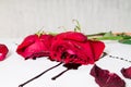 Dramatic Gothic scene with dark red roses with blood drops on white background.