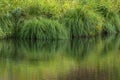 Dramatic green reflections of riverside plants Royalty Free Stock Photo