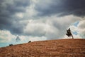 Dramatic grey sky and lonely tree on hill. Autumn rainy weather. Nature landscape and countryside concept, copy space Royalty Free Stock Photo