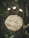 Dramatic high contrast cut hazel tree trunk section with rings isolated with chainsaw trail marks Royalty Free Stock Photo