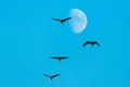 Dramatic image of a flock of geese in flight against the backdrop of a brilliant full moon Royalty Free Stock Photo
