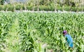 Dramatic image of agriculture field of vegetables in the tropical caribbean mountains of the dominican republic.