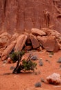 Dramatic Juniper Tree and Boulders in Arches National Park