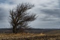 Dramatic landscape, late autumn, bare tree branches and agricultural field with dry wheat, cloudy weather with a stormy sky Royalty Free Stock Photo