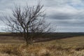 Dramatic landscape, late autumn, bare tree branches and agricultural field with dry wheat, cloudy weather with a stormy sky Royalty Free Stock Photo