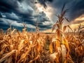 A Dramatic Landscape StormRavaged Austrian Cornfield Unveils Dried Stalks Against a Cloudy Sky Royalty Free Stock Photo