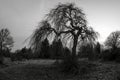 A dramatic leafless tree in black and white, creating a moody and eerie atmosphere Royalty Free Stock Photo