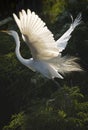 Dramatic liftoff of a great egret with breeding plumage, Florida Royalty Free Stock Photo