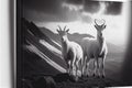 White mountain goats sheep Royalty Free Stock Photo