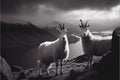 White mountain goats sheep Royalty Free Stock Photo