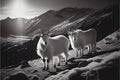 White mountain goats sheep Royalty Free Stock Photo