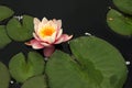 Dramatic Lily and Lilypads in Garden Pond Royalty Free Stock Photo