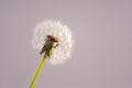 Dandelion Seed Pod banner - Close-Up on Light Background