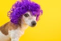 Dramatic look funny dog in violet wig. Cocky concept. Bright colors yellow background