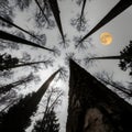dramatic low-angle view of a dense, dark forest of leafless trees against a misty sky and glowing full moon Royalty Free Stock Photo
