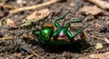 Dramatic macro shot of a spiky assassin bug attacking a shimmering green scarab beetle lying on its back on a forest floor Royalty Free Stock Photo