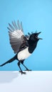 Dramatic magpie bird mid-squawk with wings spread in striking pose against a stark backdrop Royalty Free Stock Photo