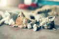Dramatic moment A group of different kitten sleeping on the floor.In soften focus. Royalty Free Stock Photo