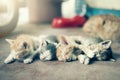 Dramatic moment A group of different kitten sleeping on the floor.In soften focus. Royalty Free Stock Photo
