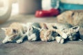 Dramatic moment A group of different kitten sleeping on the floor.In soften focus. Royalty Free Stock Photo