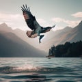 Osprey swoops and catches prey in open lake