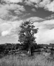 Monochrome image of a simgle tree standing against a wall Royalty Free Stock Photo