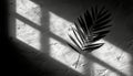 Dramatic Monochrome Palm Leaf Shadow on Textured Surface