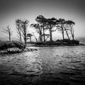 Dramatic monochrome view of trees in the lake