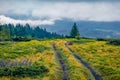 Dramatic morning scene of mountain valley with old country road and lonely fir tree. Royalty Free Stock Photo