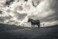 Solitary horse in the mountain