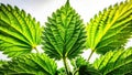 Dramatic Nettle Leaf Silhouette A HighContrast Botanical Image with Sharp Detail Against a Stark White Background Royalty Free Stock Photo