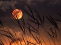 Dramatic night sky with full moon and meadow