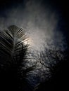 A dramatic night sky with moonlight shining through tropical palm leaves and clouds Royalty Free Stock Photo