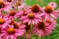 Pink Echinacea Flowers. Close Up Of Pink Echinacea Flowers