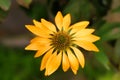 Dramatic over the top color saturation of a blossoming yellow echinacea flowers