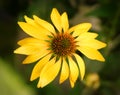 Dramatic over the top color saturation of a blossoming yellow echinacea flowers