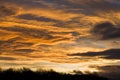 Dramatic peachy sunset sky over a treeline Royalty Free Stock Photo