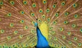 Dramatic peacock feathers Royalty Free Stock Photo