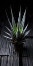 Aloe Vera Plant On Dark Table Organic And Man-made Elements In Schlieren Photography