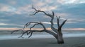 A solitary dead tree on a sandy beach at sunset, its twisted, gnarled branches Royalty Free Stock Photo