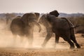 A dramatic photograph of two elephant bulls fighting for territory and kicking up dust Royalty Free Stock Photo