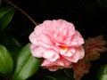 Dramatic pink and rose-red striated flower blossom with glossy evergreen foliage.