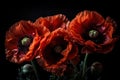 Dramatic Poppy Flowers in Full Bloom for Your Next Floral Project.