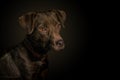 Dramatic portrait of a dog on black background. Cute brown dog over dark background