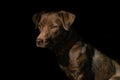 Dramatic portrait of a dog on black background. Cute brown dog over dark background