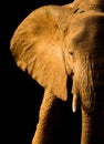 Dramatic profile of African elephant in Kenya