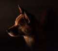 A dramatic profile portrait of an alert Shiba Inu Japanese dog lit by a campfire surrounded by darkness