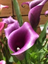 Dramatic purple calla lilies against a wood backdrop at the store Royalty Free Stock Photo